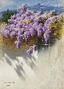 Antonio Mancini Wisteria in bloom painting